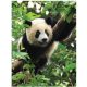 Tapet foto Urs Panda Tapet foto pentru perete 184 x 254