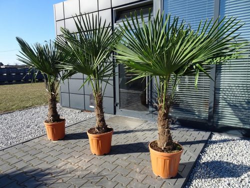  PALMIERE REZISTENTA LA INGHET TRACHYCARPUS FORTUNEI PALMA L25 FORTUNEI PAL