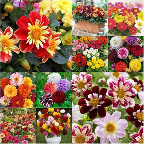  DALIA SEED COLLECTION set de 6 pachete