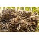  Miscanthus Giant rhizoma răsaduri iarbă XXL 10 buc