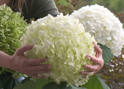  Hortensii albe, răsaduri într-un recipient de 2-3 litri, 30-40 cm