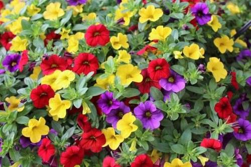  Pachet Surfinia 4x Surfinia Petunia Calibrachoa Million Bells