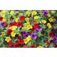  Pachet Surfinia 4x Surfinia Petunia Calibrachoa Million Bells