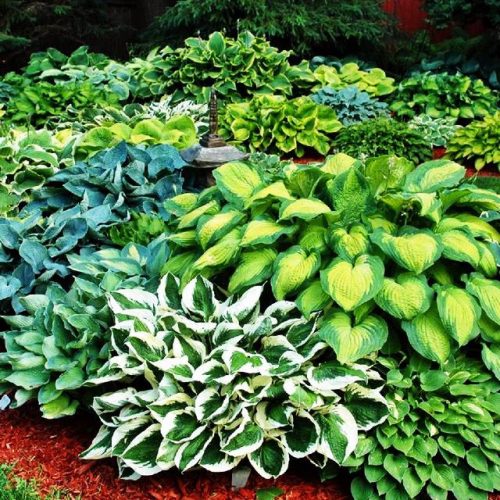  Hosta (funkia) tuberculi/bulbi/rizomi în ambalaje colective