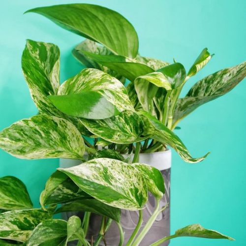  Răsad Epipremnum Marble Queen într-un recipient de 0,5-1 litri