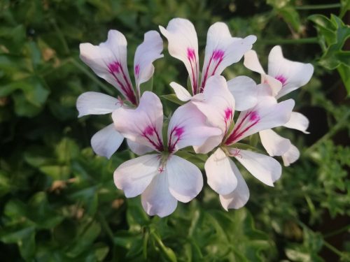  Pelargonium 10 buc geranium cu frunze de iedera - alb suspendat p7