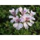  Pelargonium 10 buc geranium cu frunze de iedera - alb suspendat p7