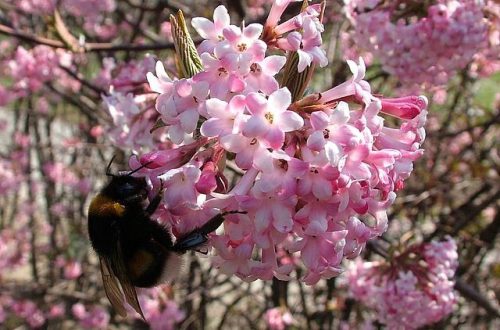 Răsadurile de viburnum într-un recipient de 2-3 litri, 40-60 cm