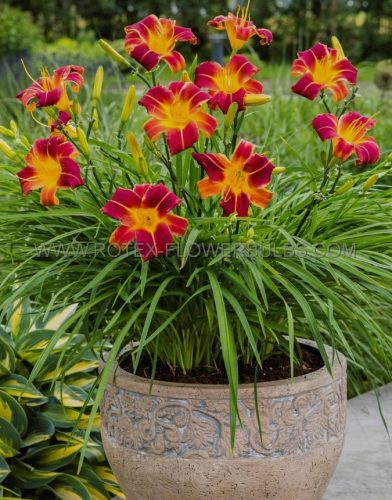  Red Rib Daylily Crin de zi cu zi puiet peren roșu-galben