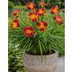  Red Rib Daylily Crin de zi cu zi puiet peren roșu-galben