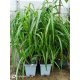  Miscanthus chinezesc MEMORY Răsad mare XXL