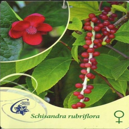  Femela Schisandra cu flori roșii, Schisandra rubriflora F