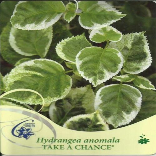  Hortensie cataratoare AFACETI ȘANSA Hydrangea anomala