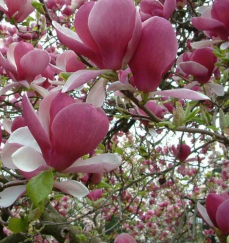  Magnolie și arbori de lalele, răsaduri într-un recipient de 3-5 litri, 70-140 cm