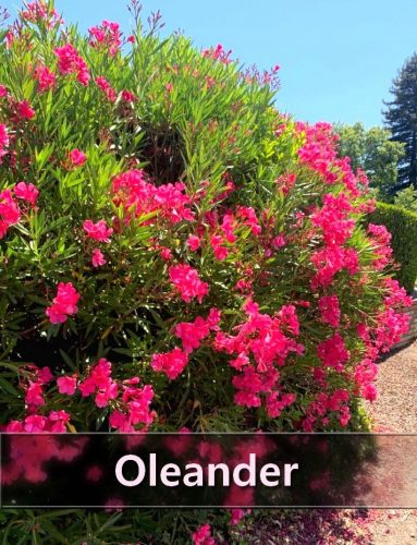  Nerium Oleander XXL ROZ într-o oală