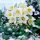  HELLEBORE ADVENT STAR - DECORATIE GRADINA DE IARNA