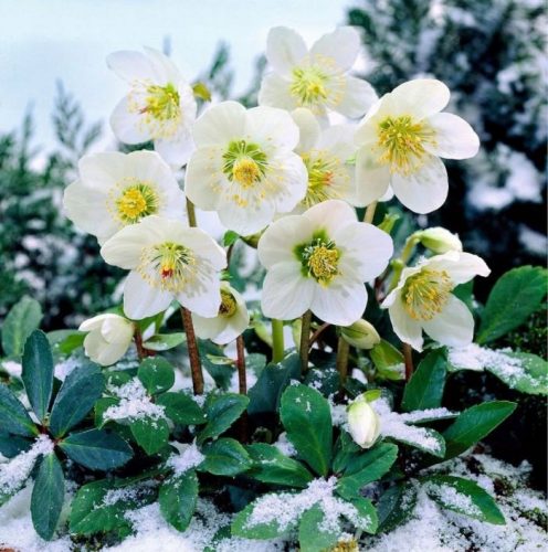  HELLEBORE ADVENT STAR - DECORATIE GRADINA DE IARNA