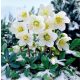  HELLEBORE ADVENT STAR - DECORATIE GRADINA DE IARNA