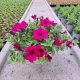  Răsad Petunia Hybrida Purple într-un recipient de 2-3 litri