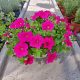  Răsad Petunia Hybrida Hot Pink într-un recipient de 2-3 litri