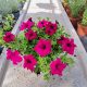  Răsad de zmeură Petunia Hybrida într-un recipient de 2-3 litri