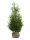  BRABANT thuja pachet 180-200 cm - 10 buc.