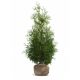  BRABANT thuja pachet 180-200 cm - 10 buc.