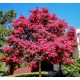  Lagerstroemia Indica Pink Arbustul Lagerstromia cu cea mai lungă înflorire ÎNSĂMÂNTARE