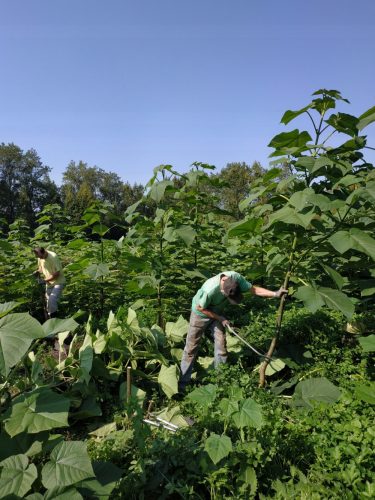  Mic CARP Paulownia Oxytree Oxygen Tree Guarantee