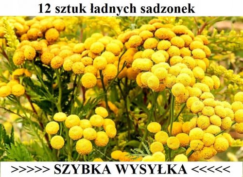  Tansy comun 12 buc - respinge capusele - livrare rapida