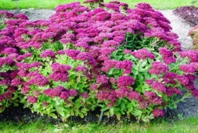  Sedum SEPTEMBERGLUT HIGH LARGE 2L