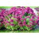  Sedum SEPTEMBERGLUT HIGH LARGE 2L