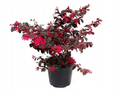  HIT BLACK PEARL * LOROPETALUM CHINENSE INSĂMÂNT tufă roșie 40 CM