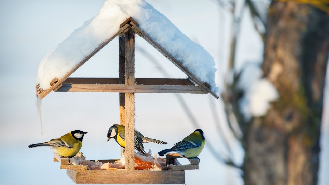 Animalele din grădină – cum să le ajutați iarna